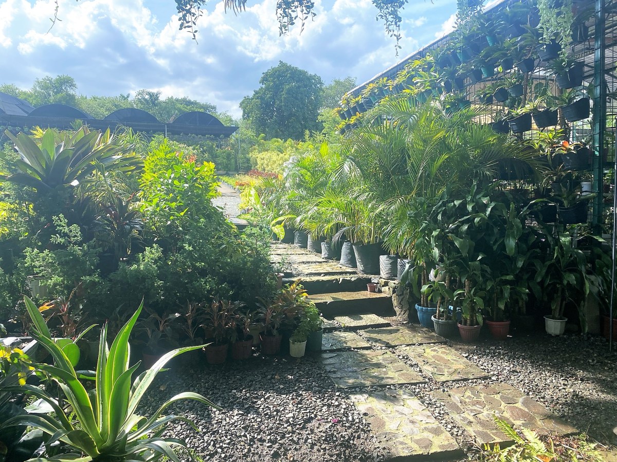 6 ways gardening may be good for you even in your post-pandemic&nbsp;era