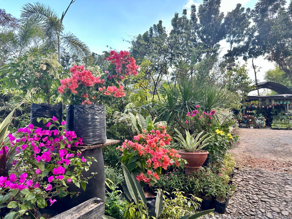 Creating an urban oasis: Houseplant care tips for city&nbsp;dwellers